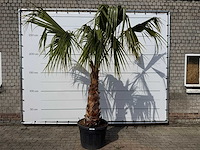 Mexicaanse waaierpalm - washingtonia robusta - hoogte ca. 150 cm - afbeelding 1 van  8