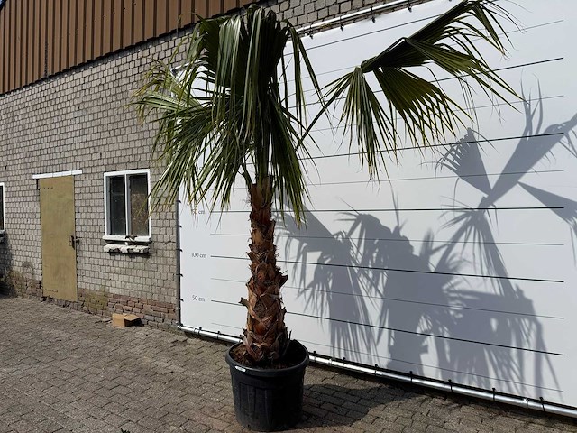 Mexicaanse waaierpalm - washingtonia robusta - hoogte ca. 150 cm - afbeelding 2 van  8