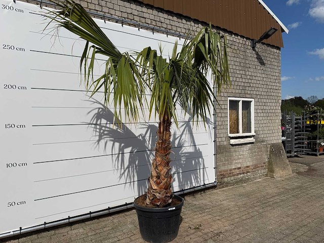 Mexicaanse waaierpalm - washingtonia robusta - hoogte ca. 150 cm - afbeelding 3 van  8