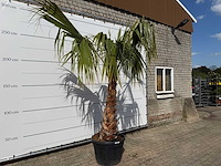 Mexicaanse waaierpalm - washingtonia robusta - hoogte ca. 150 cm - afbeelding 3 van  8