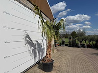 Mexicaanse waaierpalm - washingtonia robusta - hoogte ca. 150 cm - afbeelding 4 van  8