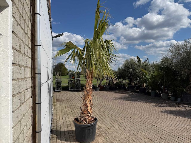 Mexicaanse waaierpalm - washingtonia robusta - hoogte ca. 150 cm - afbeelding 5 van  8
