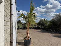 Mexicaanse waaierpalm - washingtonia robusta - hoogte ca. 150 cm - afbeelding 5 van  8