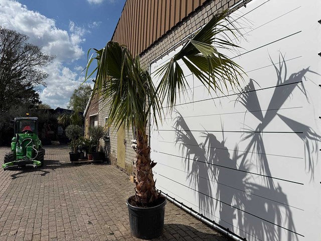 Mexicaanse waaierpalm - washingtonia robusta - hoogte ca. 150 cm - afbeelding 6 van  8