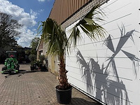Mexicaanse waaierpalm - washingtonia robusta - hoogte ca. 150 cm - afbeelding 6 van  8