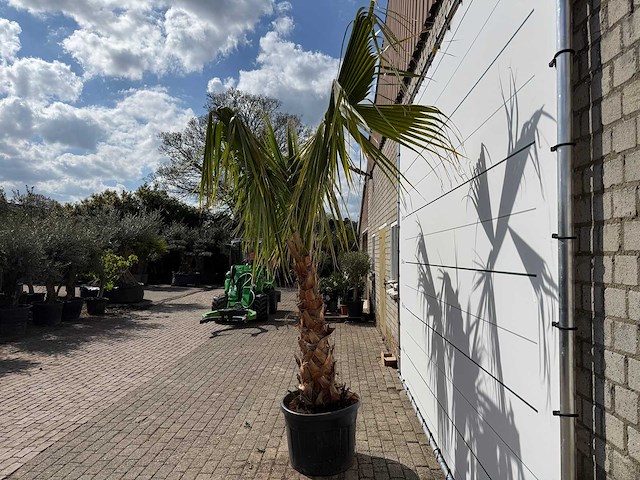 Mexicaanse waaierpalm - washingtonia robusta - hoogte ca. 150 cm - afbeelding 7 van  8