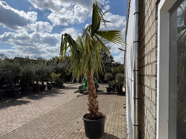 Mexicaanse waaierpalm - washingtonia robusta - hoogte ca. 150 cm - afbeelding 8 van  8