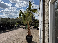 Mexicaanse waaierpalm - washingtonia robusta - hoogte ca. 150 cm - afbeelding 8 van  8
