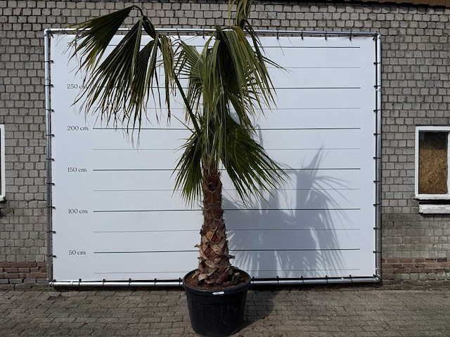 Mexicaanse waaierpalm - washingtonia robusta - hoogte ca. 150 cm - afbeelding 1 van  7