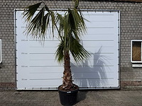 Mexicaanse waaierpalm - washingtonia robusta - hoogte ca. 150 cm - afbeelding 1 van  7