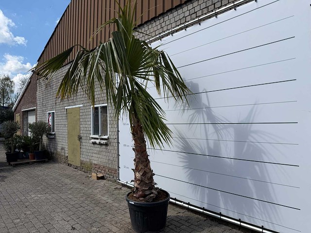 Mexicaanse waaierpalm - washingtonia robusta - hoogte ca. 150 cm - afbeelding 2 van  7
