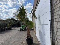 Mexicaanse waaierpalm - washingtonia robusta - hoogte ca. 150 cm - afbeelding 3 van  7