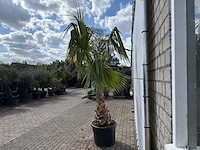 Mexicaanse waaierpalm - washingtonia robusta - hoogte ca. 150 cm - afbeelding 4 van  7