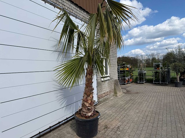 Mexicaanse waaierpalm - washingtonia robusta - hoogte ca. 150 cm - afbeelding 5 van  7