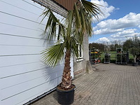 Mexicaanse waaierpalm - washingtonia robusta - hoogte ca. 150 cm - afbeelding 5 van  7