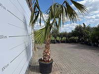Mexicaanse waaierpalm - washingtonia robusta - hoogte ca. 150 cm - afbeelding 6 van  7