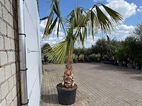 Mexicaanse waaierpalm - washingtonia robusta - hoogte ca. 150 cm - afbeelding 7 van  7