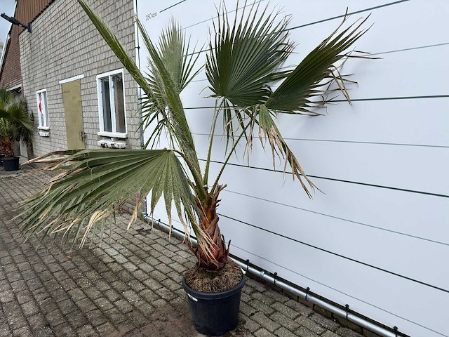Mexicaanse waaierpalm - washingtonia robusta - hoogte ca. 170 cm - afbeelding 2 van  7