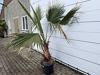 Mexicaanse waaierpalm - washingtonia robusta - hoogte ca. 170 cm - afbeelding 2 van  7