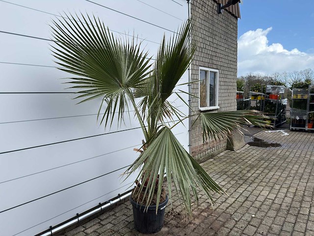 Mexicaanse waaierpalm - washingtonia robusta - hoogte ca. 170 cm - afbeelding 5 van  7
