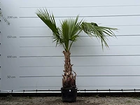 Mexicaanse waaierpalm - washingtonia robusta - hoogte ca. 180 cm