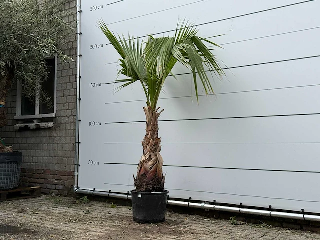 Mexicaanse waaierpalm - washingtonia robusta - hoogte ca. 180 cm - afbeelding 2 van  3