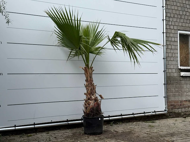 Mexicaanse waaierpalm - washingtonia robusta - hoogte ca. 180 cm - afbeelding 3 van  3