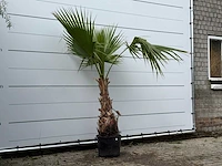 Mexicaanse waaierpalm - washingtonia robusta - hoogte ca. 180 cm - afbeelding 3 van  3