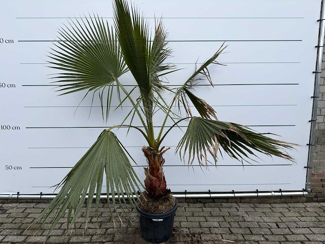 Mexicaanse waaierpalm - washingtonia robusta - hoogte ca. 200 cm - afbeelding 1 van  7