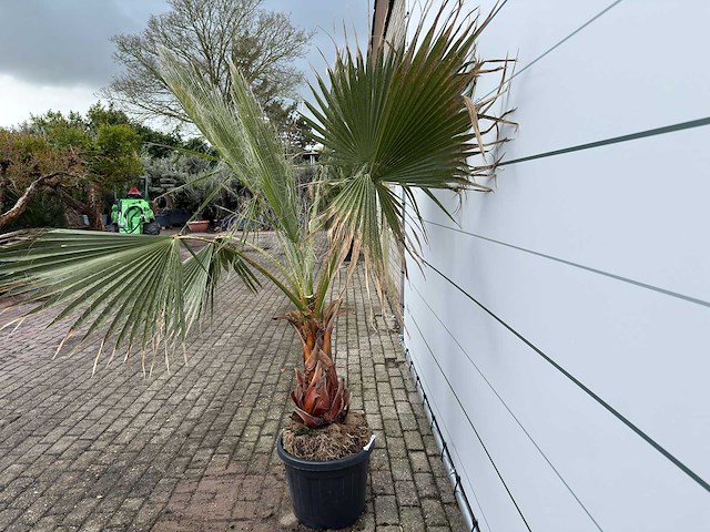 Mexicaanse waaierpalm - washingtonia robusta - hoogte ca. 200 cm - afbeelding 3 van  7
