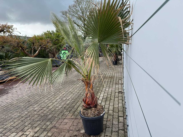 Mexicaanse waaierpalm - washingtonia robusta - hoogte ca. 200 cm - afbeelding 4 van  7