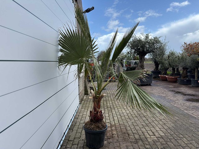 Mexicaanse waaierpalm - washingtonia robusta - hoogte ca. 200 cm - afbeelding 6 van  7