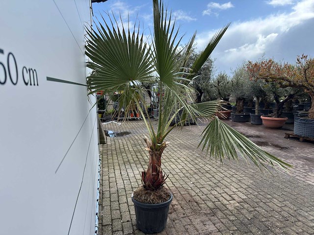 Mexicaanse waaierpalm - washingtonia robusta - hoogte ca. 200 cm - afbeelding 7 van  7