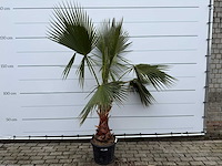 Mexicaanse waaierpalm - washingtonia robusta - hoogte ca. 200 cm