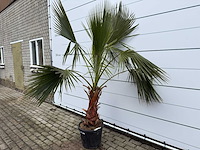Mexicaanse waaierpalm - washingtonia robusta - hoogte ca. 200 cm - afbeelding 2 van  5