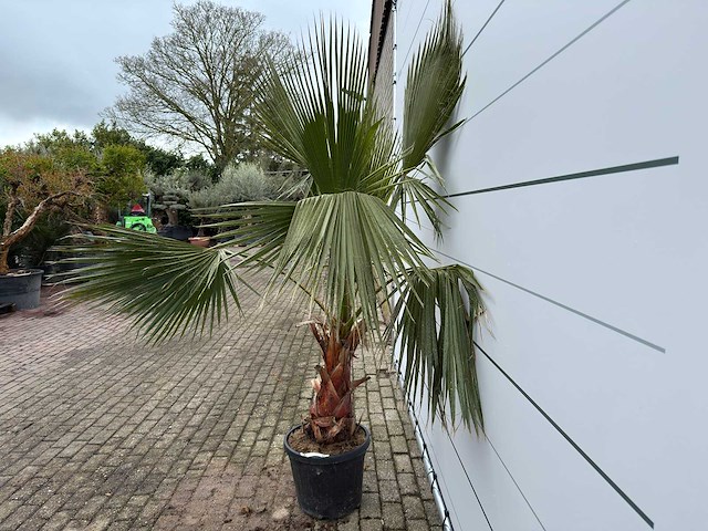 Mexicaanse waaierpalm - washingtonia robusta - hoogte ca. 200 cm - afbeelding 3 van  5