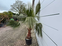 Mexicaanse waaierpalm - washingtonia robusta - hoogte ca. 200 cm - afbeelding 3 van  5
