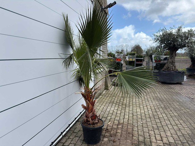 Mexicaanse waaierpalm - washingtonia robusta - hoogte ca. 200 cm - afbeelding 4 van  5