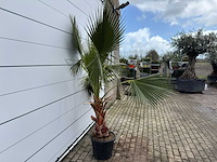 Mexicaanse waaierpalm - washingtonia robusta - hoogte ca. 200 cm - afbeelding 4 van  5