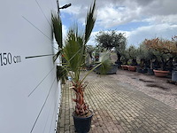 Mexicaanse waaierpalm - washingtonia robusta - hoogte ca. 200 cm - afbeelding 5 van  5