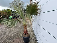 Mexicaanse waaierpalm - washingtonia robusta - hoogte ca. 200 cm - afbeelding 3 van  6