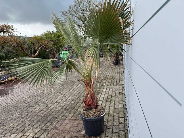 Mexicaanse waaierpalm - washingtonia robusta - hoogte ca. 200 cm - afbeelding 4 van  6
