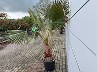 Mexicaanse waaierpalm - washingtonia robusta - hoogte ca. 200 cm - afbeelding 4 van  6