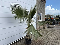 Mexicaanse waaierpalm - washingtonia robusta - hoogte ca. 200 cm - afbeelding 5 van  6