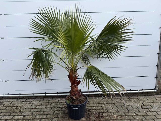 Mexicaanse waaierpalm - washingtonia robusta - hoogte ca. 200 cm - afbeelding 1 van  7