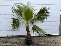 Mexicaanse waaierpalm - washingtonia robusta - hoogte ca. 200 cm - afbeelding 1 van  7