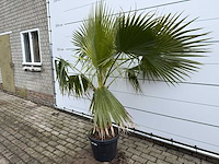 Mexicaanse waaierpalm - washingtonia robusta - hoogte ca. 200 cm - afbeelding 6 van  7