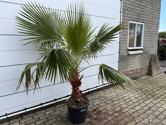 Mexicaanse waaierpalm - washingtonia robusta - hoogte ca. 200 cm - afbeelding 2 van  7