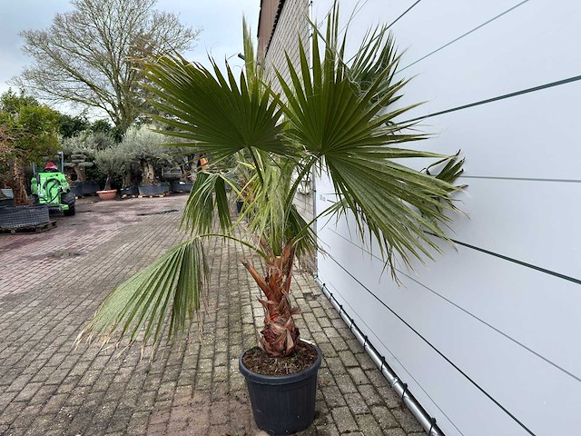 Mexicaanse waaierpalm - washingtonia robusta - hoogte ca. 200 cm - afbeelding 3 van  7