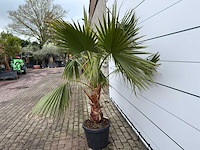 Mexicaanse waaierpalm - washingtonia robusta - hoogte ca. 200 cm - afbeelding 3 van  7